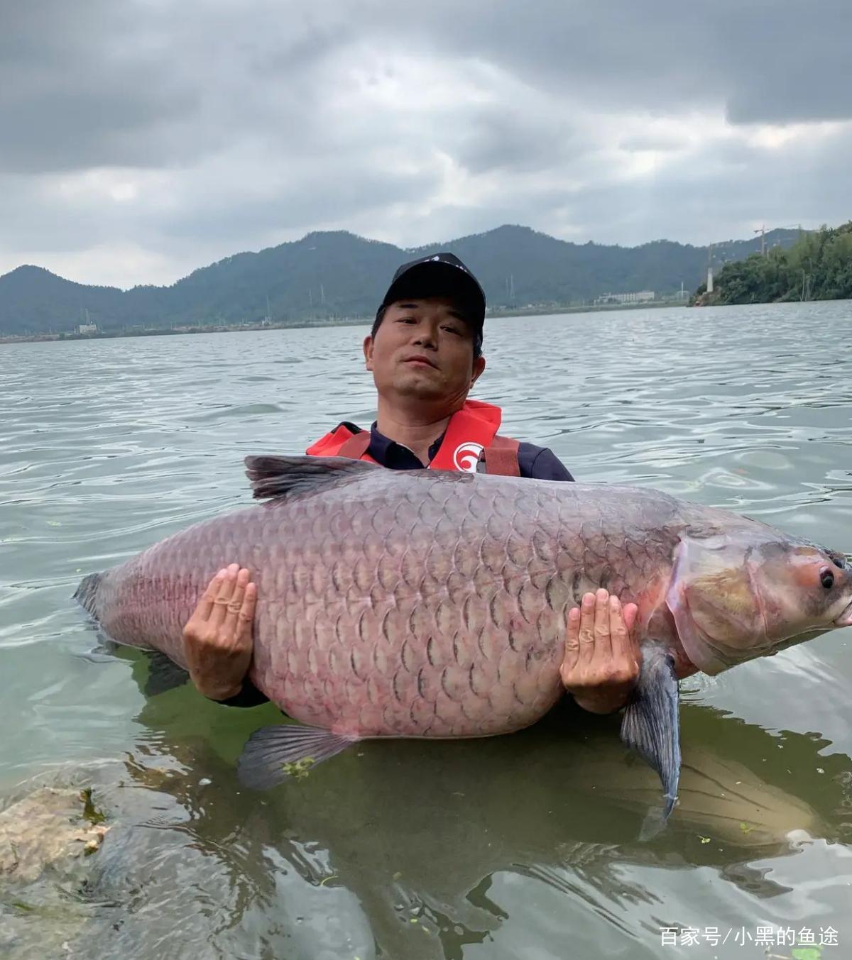 鄧剛釣獲百斤大青魚引發爭議，釣友質疑的不是魚，而是大師