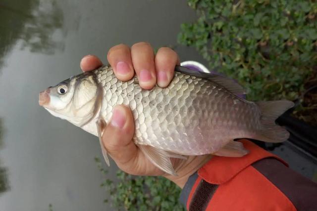 為何野釣時，釣到的多是小鯽魚，做好這3點，竿竿有大鯽魚