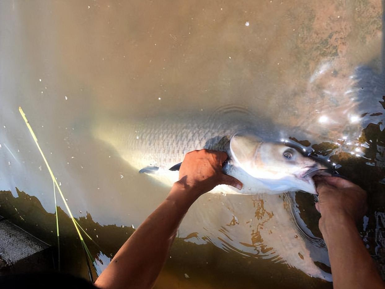 釣友的求助：掛螺螄釣大青魚，為什么非常多的黑漂卻提竿沒魚？