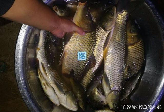 野釣餌料教學：簡易“秘制餌料”制作，從此每天讓你爆釣野生大魚