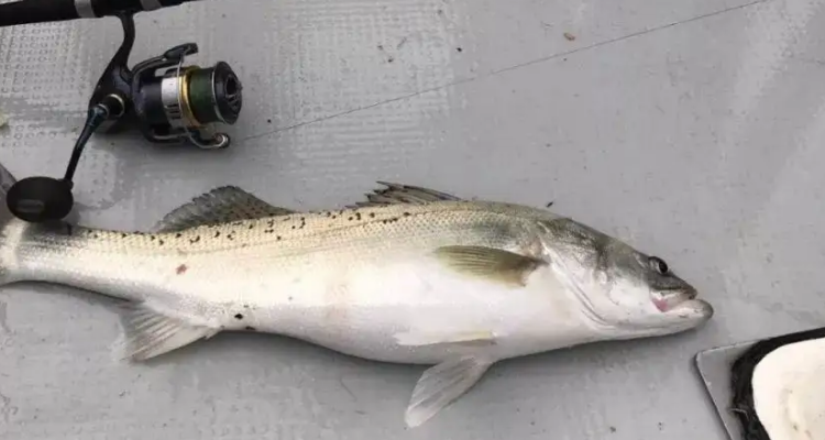 海釣沉底鱸魚技巧