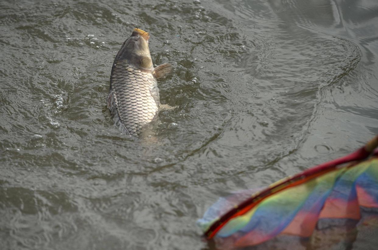 野釣鯉魚，水里有魚卻不開口？原因可能是這6點造成的