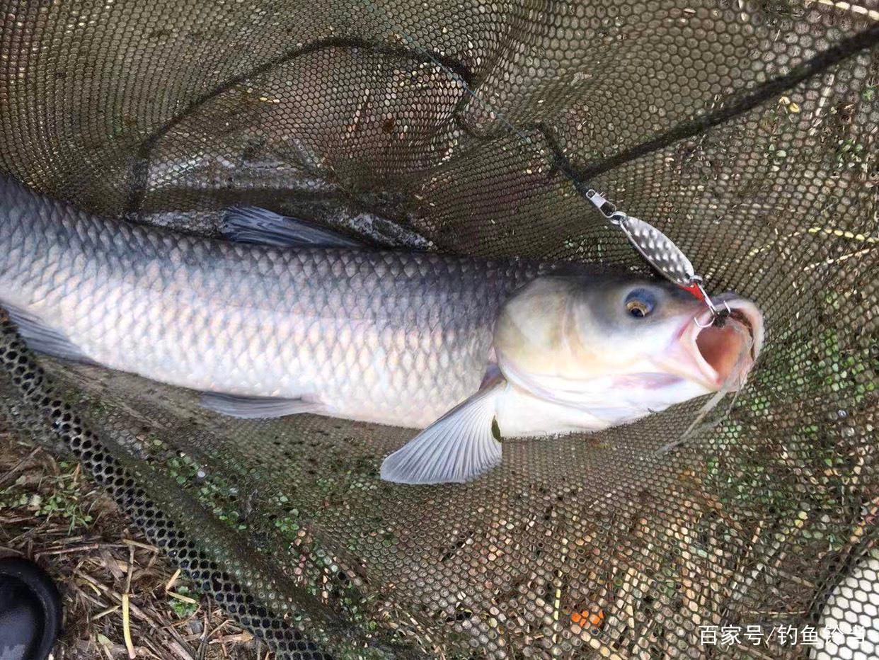 野外如何釣草魚？詳細分析釣草魚的技巧與方法，以后釣魚不求人！