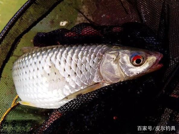 純干貨！路亞赤眼鱒技巧！原來竟這么簡單！