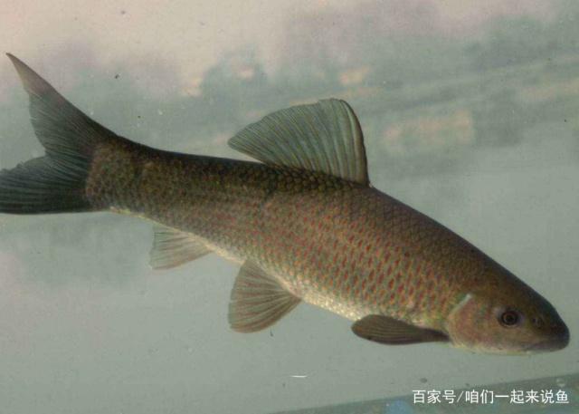 垂釣青魚的經驗分享，掌握這些小技巧，想要釣到青魚很簡單