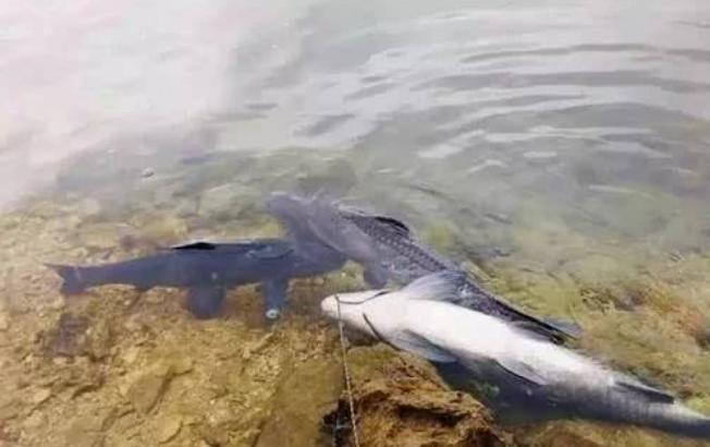 釣青魚用什么餌料最好?青魚怎么釣？
