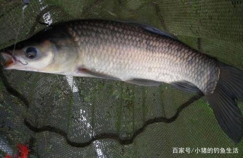 夏天釣青魚，要注意這幾點