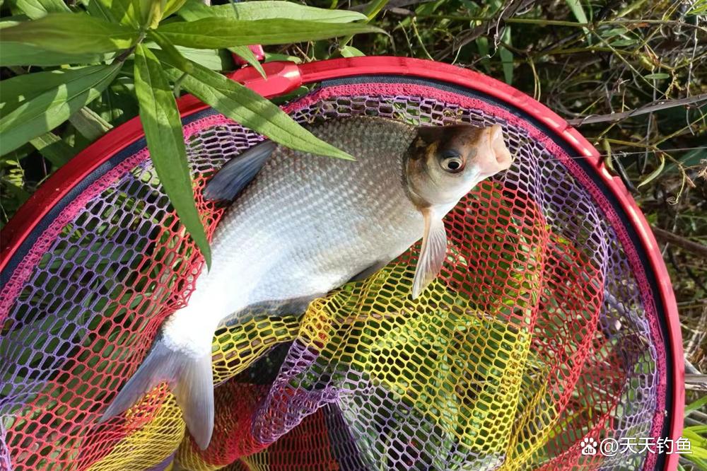 野釣鳊魚，用這種“非常規”釣法，上魚快人一步，妥妥的爆護
