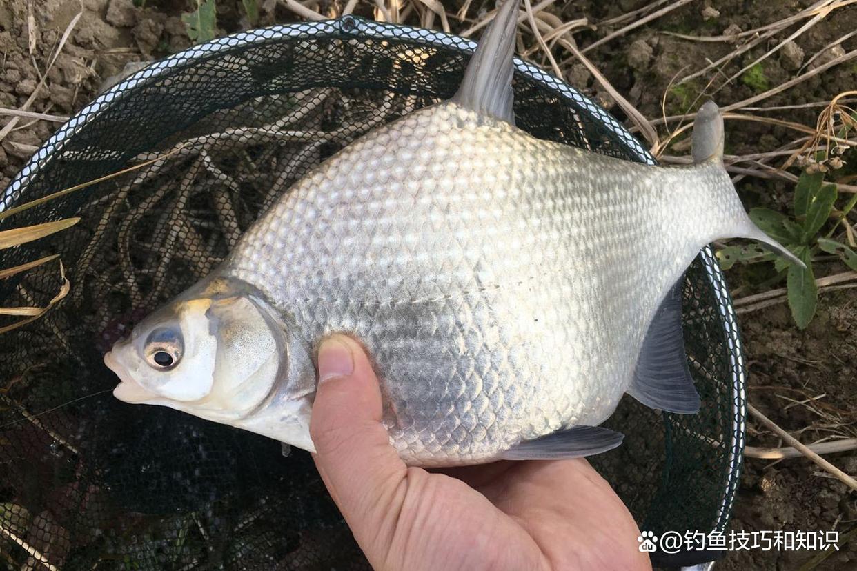 仲秋的鳊魚最活躍，仲秋時釣鳊魚的4個要點，正確釣法和餌料配方