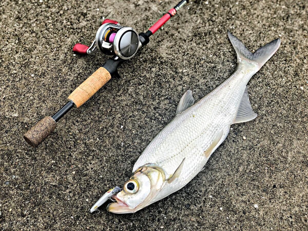 春分過后，釣魚黃金季不要錯過！這些魚比鯽魚還好釣！