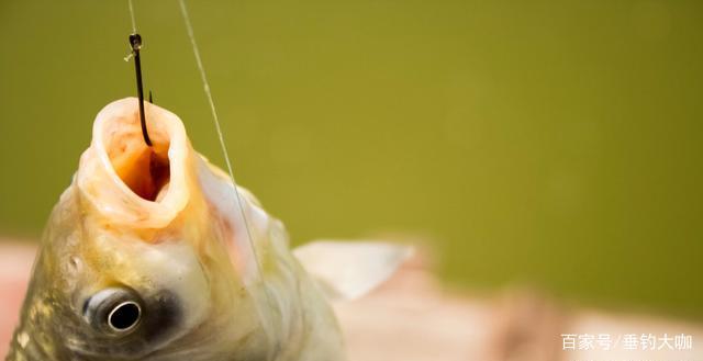 “小鳊魚”鳑鲏很好釣？沒有精準的調整改變，釣它十竿九空