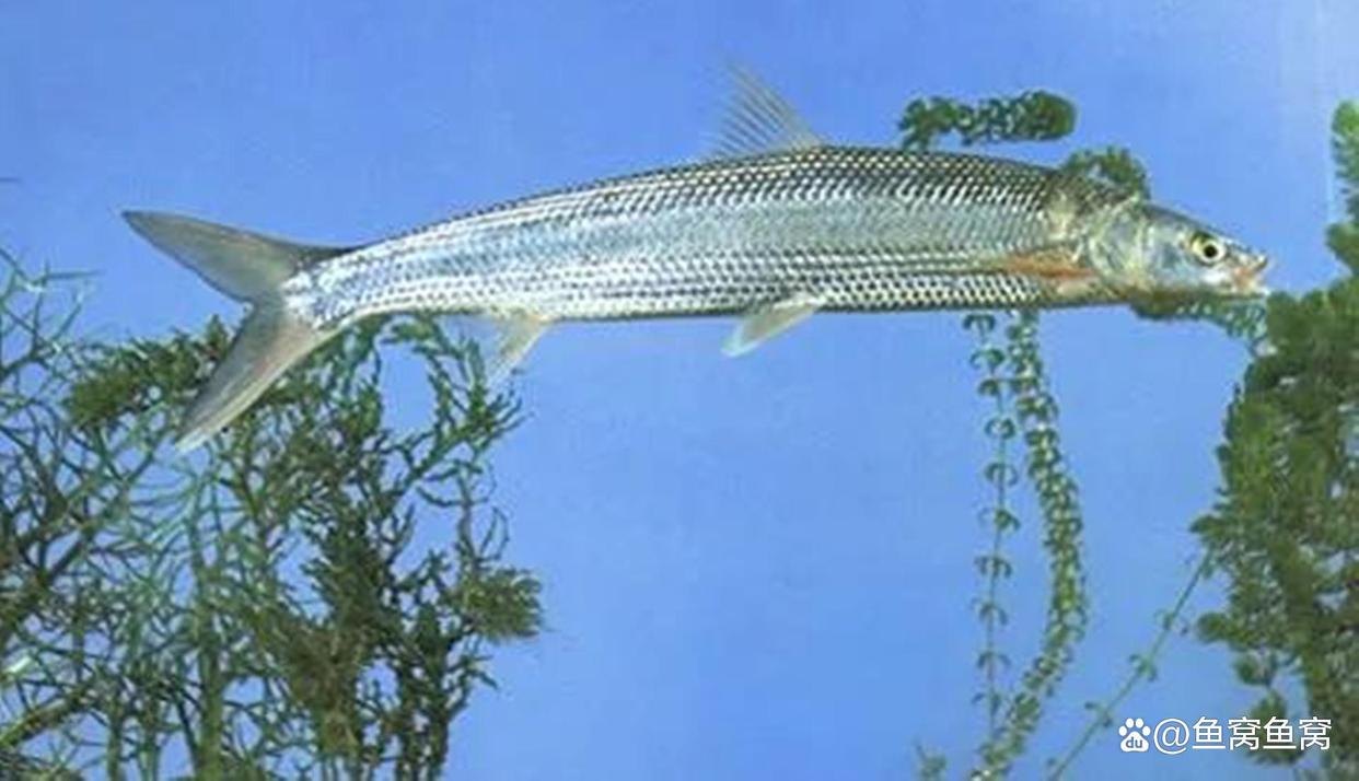 湖北名魚武昌魚，曾經一魚難求，如今卻被江蘇省變成了家常菜