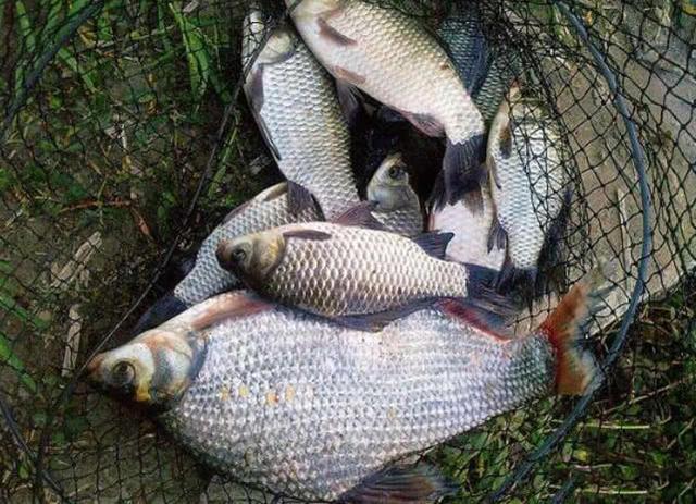 肉質細嫩鮮美的魚中上品鳊魚，該如何垂釣？