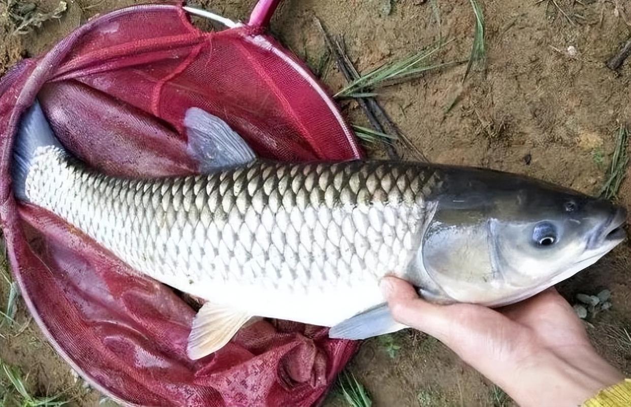釣10種常見魚類的魚鉤，魚好不好釣，魚鉤類型有大學問