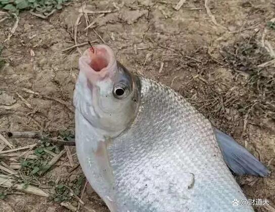 春季水庫釣鳊魚，掌握這幾點，讓你魚口不斷，過足連竿癮！