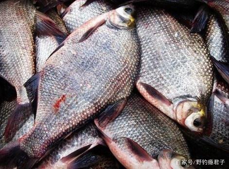 鳊魚的釣法