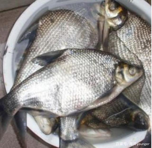五六月份如何釣鳊魚，如何用餌料