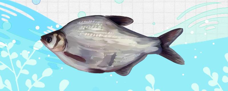 鳊魚釣底還是釣浮，釣多深