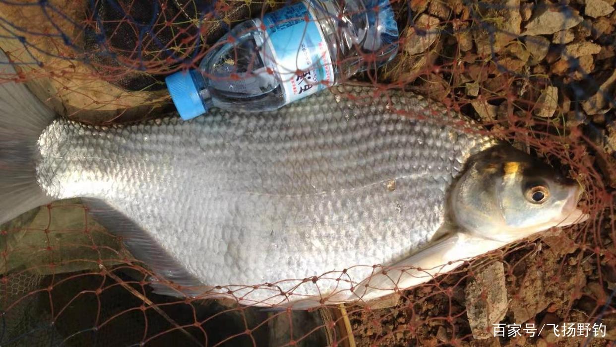 帶上一棒嫩玉米，跟我去野釣鳊魚吧