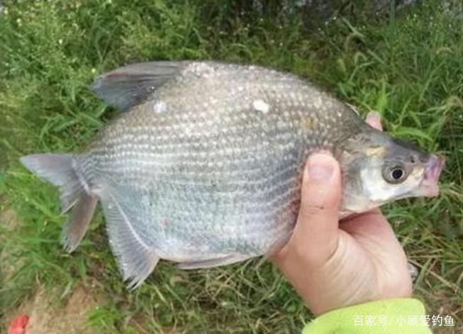 怎樣垂釣鳊魚？聽聽小編的介紹，絕對都是一些很實用的知識！