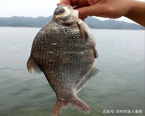 夏季野釣做好這五點，水庫總能上鳊魚，解析夏季水庫野釣鳊魚技巧