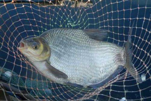 釣鳊魚是釣底還是釣浮
