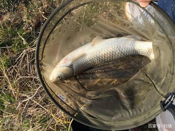 草魚鯽魚鳊魚喜什么？釣魚口訣送給你