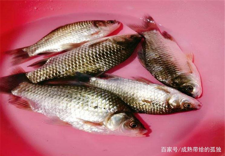 關于夏季野釣調漂，學會這些小技巧，可以讓你輕松釣到魚！