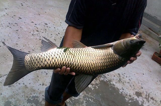 玉米餌用了20年，從未嘗試過這種用法，鯽魚鯉魚草魚鳊魚都可以釣