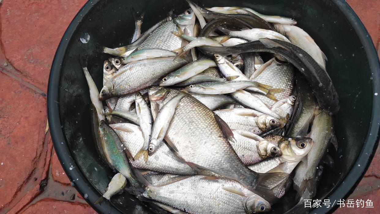 野釣鳊魚時誘魚方式，釣法選用，餌料搭配這三要素的作用以及應用