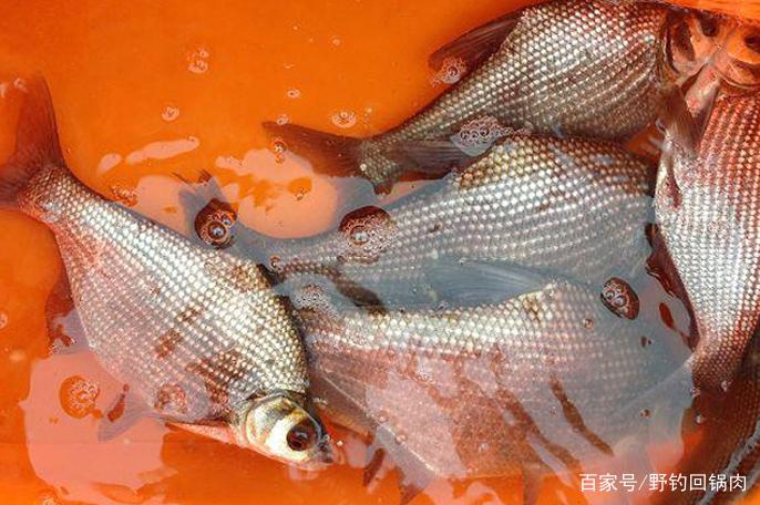 氣溫穩定回升，鳊魚集群開始臨岸覓食？春季垂釣鳊魚的技巧和方法