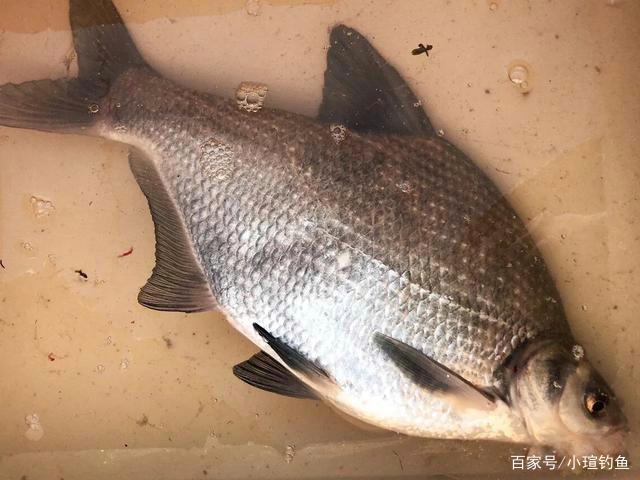 鳊魚不會釣？了解習性和釣法，4種釣餌及窩料配方，看完秒懂
