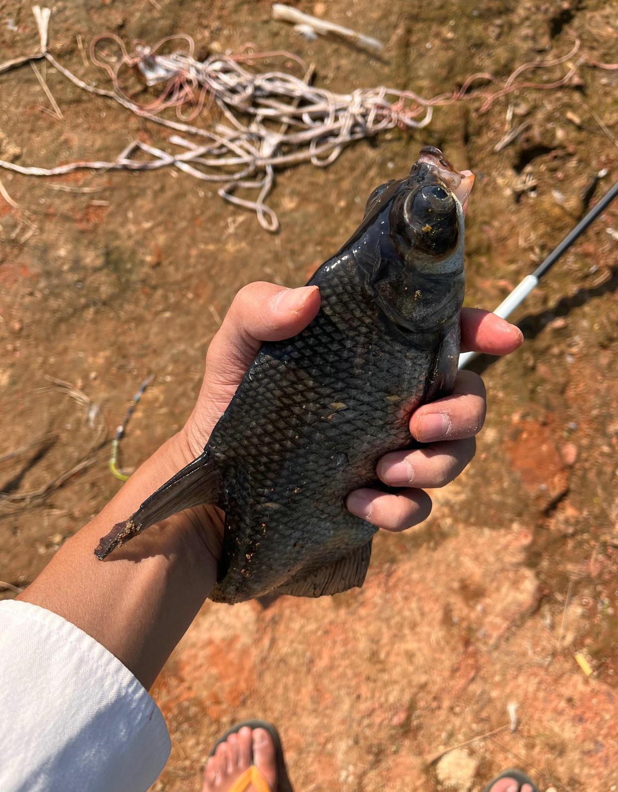 男子河里釣了條大眼魚，網友紛紛勸其丟了，男子：我覺得還能吃