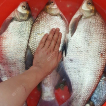 夏季不要跟鳊魚對耗，真接拉上這三種釣法就成了！