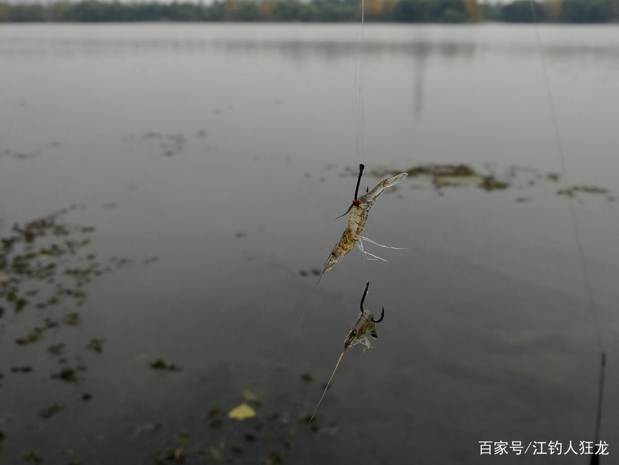 長江里釣鳊魚，這6種都是常用餌，最后一種一般人接受不了