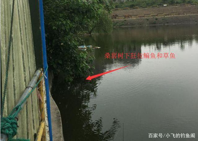 鳊魚怎么釣更好？中秋過后采用這種釣法，鳊魚大又肥