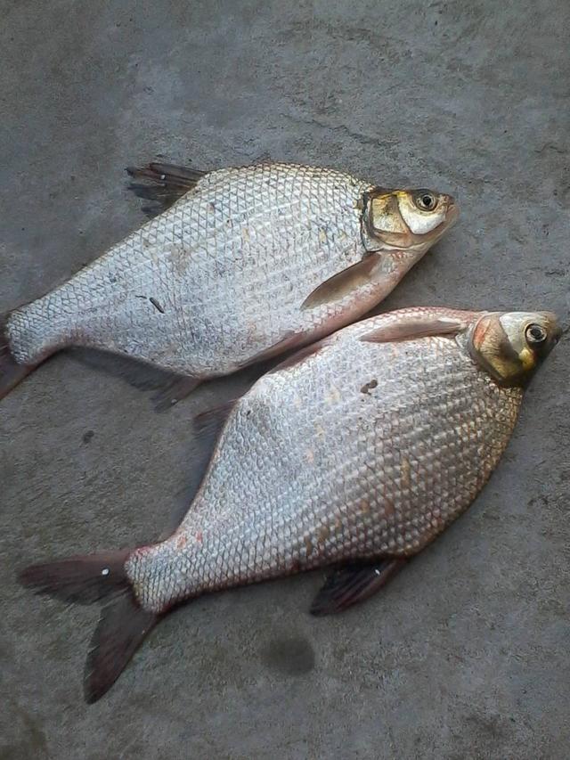 天冷釣鳊魚技巧