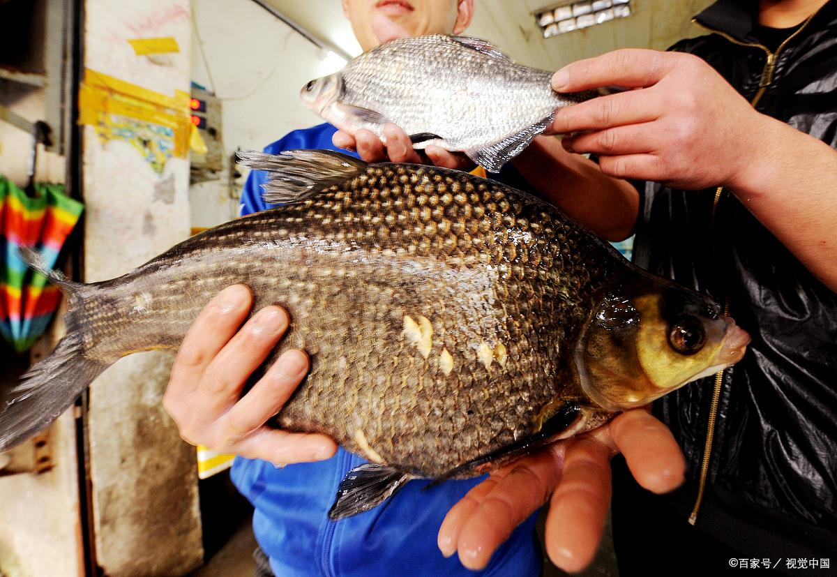 水庫釣鳊魚，這樣選擇餌料和釣法，讓你魚口不斷，過足連竿癮！