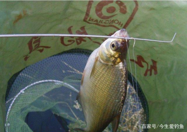 掌握了這些作釣技巧，在釣鳊魚的時候，漁獲一定會非常可觀