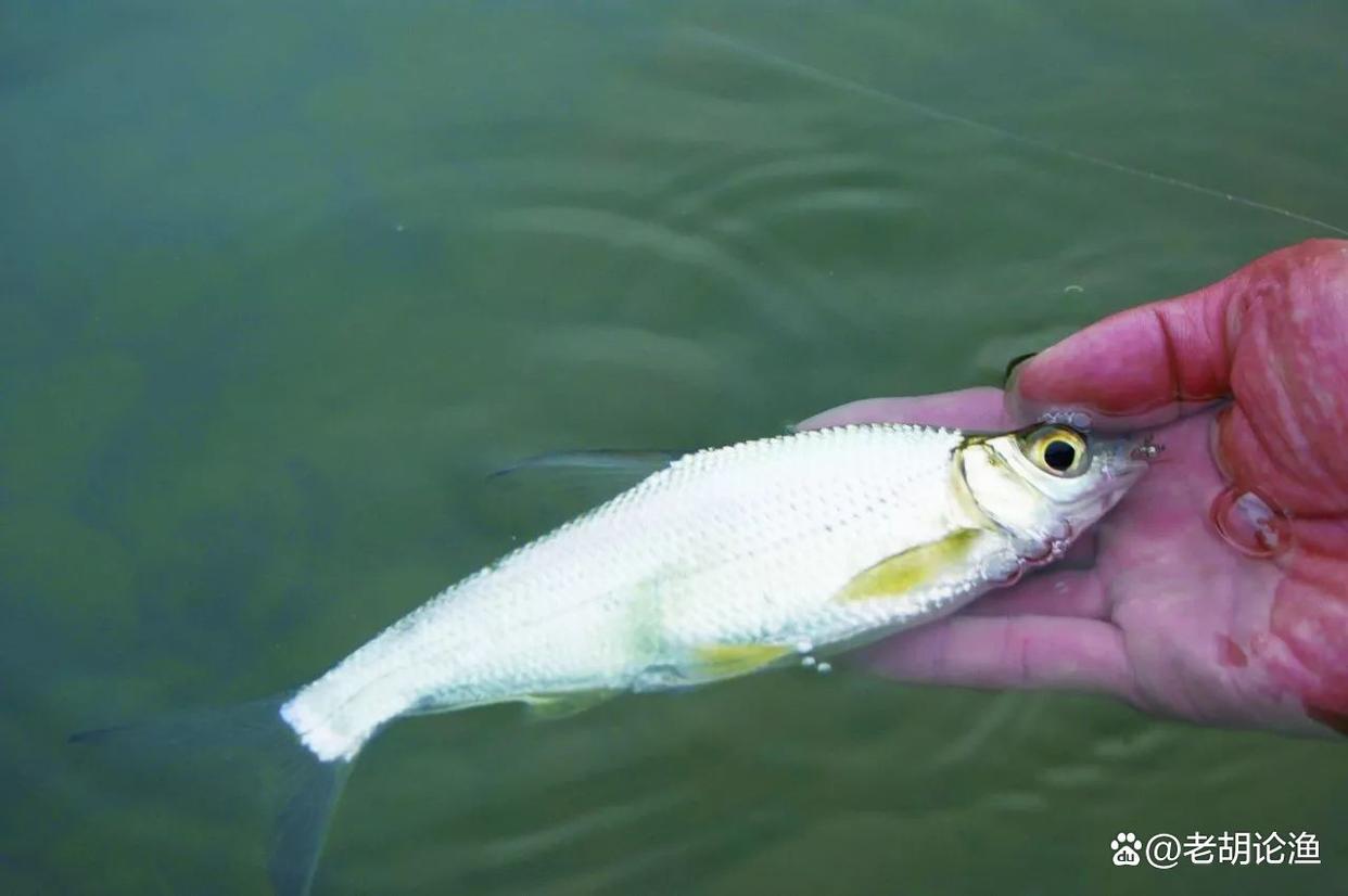 深秋釣鳊魚，老釣手教你五個實戰技巧，讓你輕松爆護滿載而歸