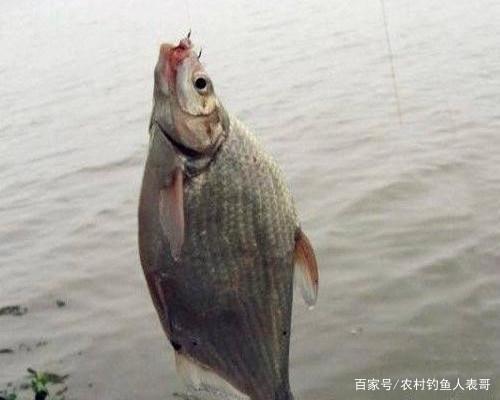 鳊魚在水庫很常見，秋季野釣做好這四點，水庫很容易釣獲鳊魚