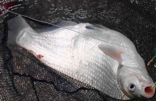 早春釣鳊魚的時候，餌料和窩料就這么選，上魚很簡單