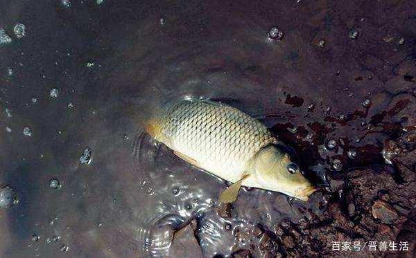 春季就只能釣鯽魚嗎？老釣友直言：這三種魚了解一下，錯過太可惜