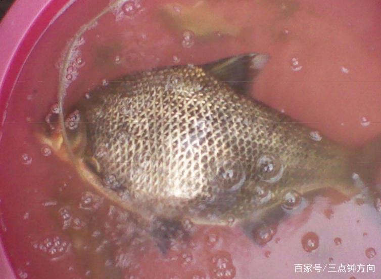 淺談夏季垂釣鳊魚的小技巧，了解掌握這些技巧，讓你有好漁獲！