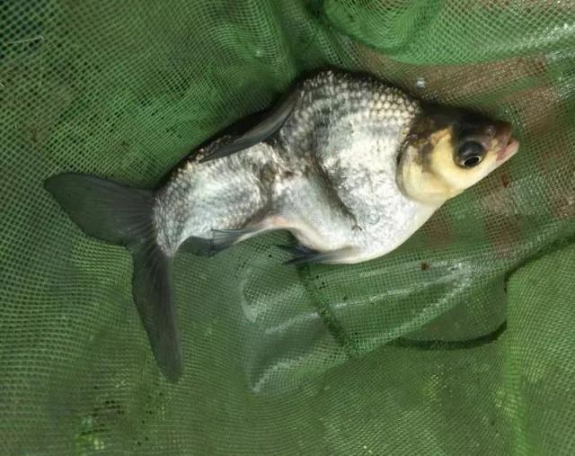 野釣鳊魚絕招：學會這套方法，只要魚肯進窩別怕不咬鉤！