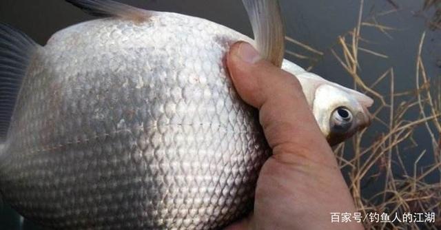早春釣鳊魚的小攻略，上魚不再靠運氣！