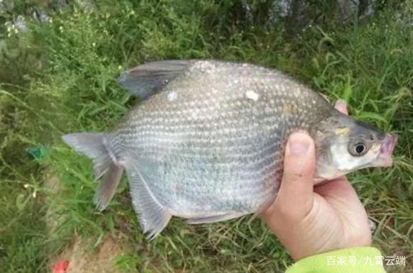 垂釣鳊魚時，老釣手的這些小經驗，釣友們不妨多了解一下