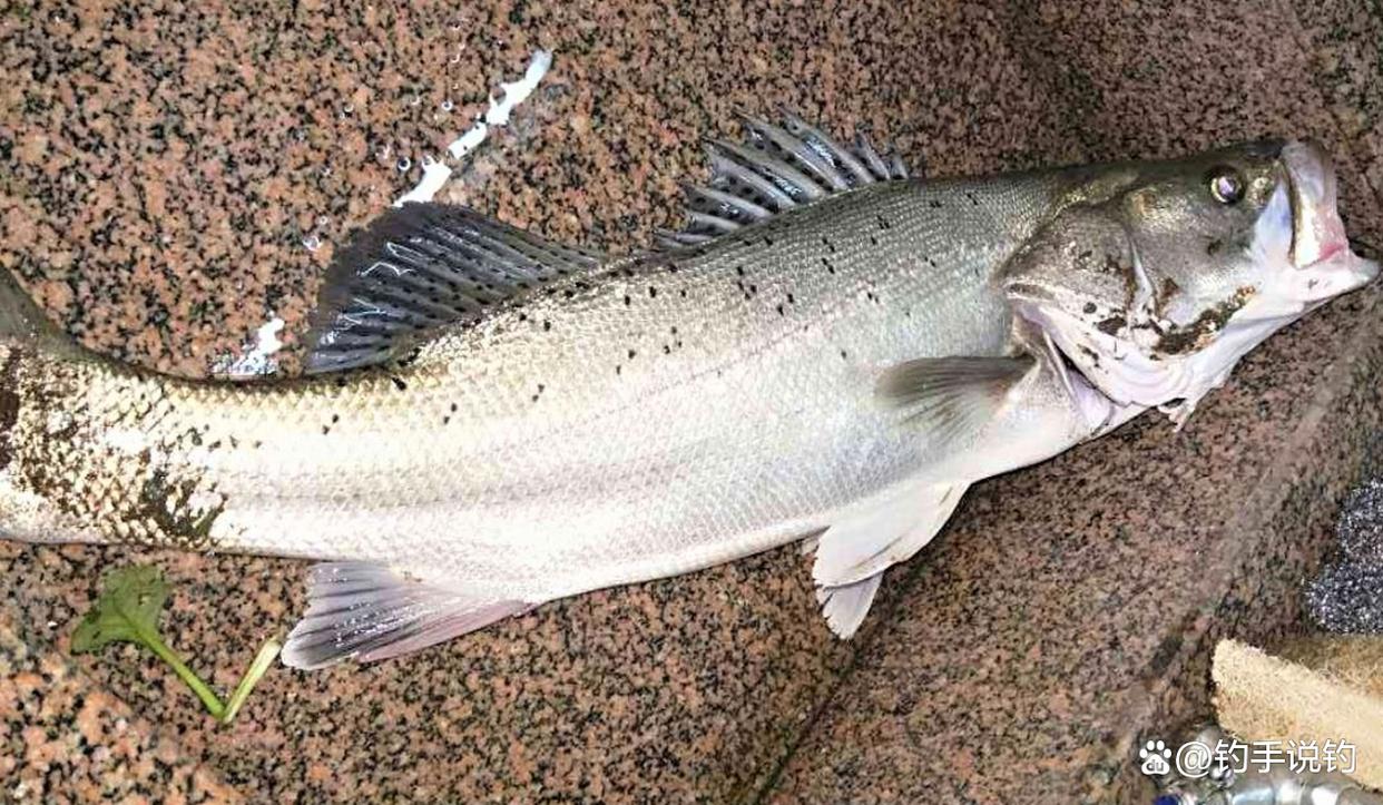 釣魚怎樣釣到鳊魚？手竿釣翹嘴有什么技巧？