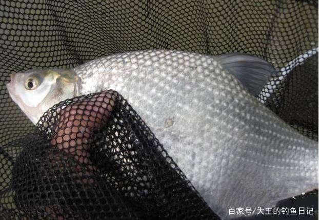 6月1日起，鳊魚、馬口、寬鰭鱲，在北京將被列入重點保護禁食魚類