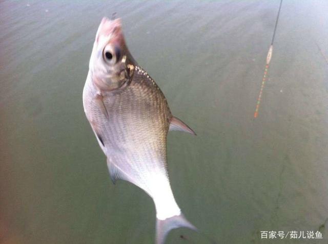 分享垂釣鳊魚的小技巧，學以致用，不怕沒有收獲